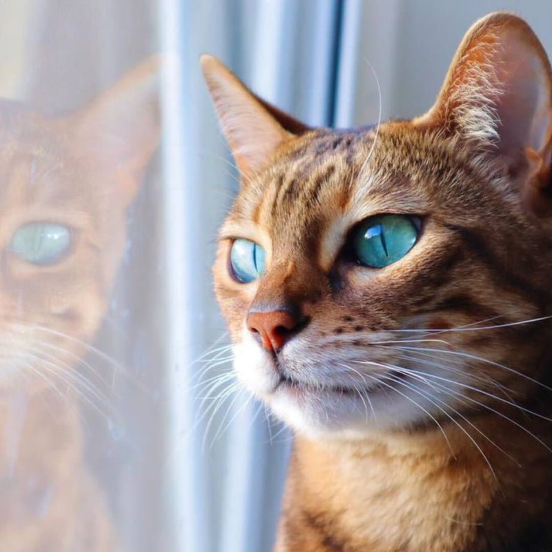 Cat Eye Blue Contact Lenses